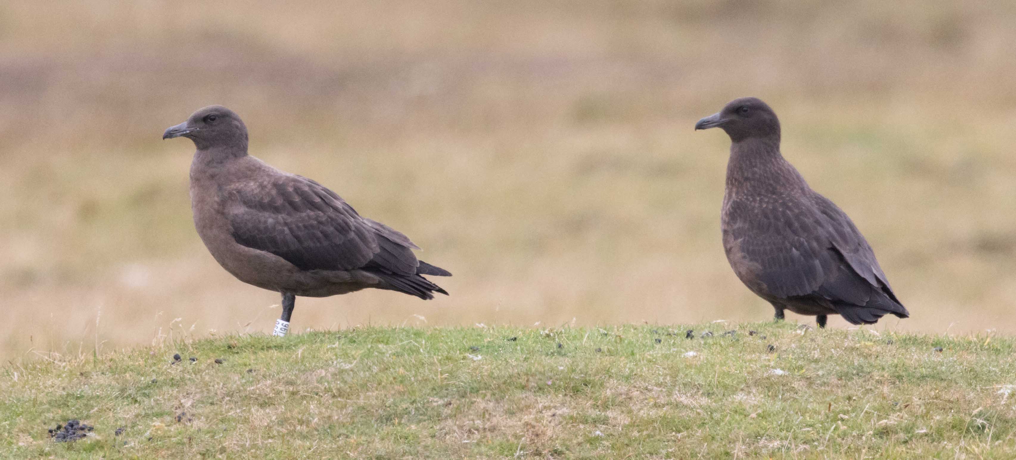 Click to expand Great Skua
