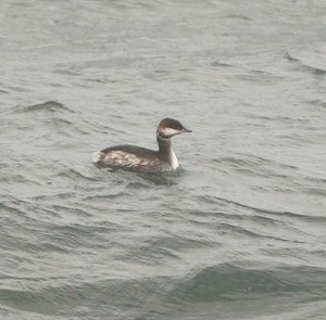 Slavonian Grebe