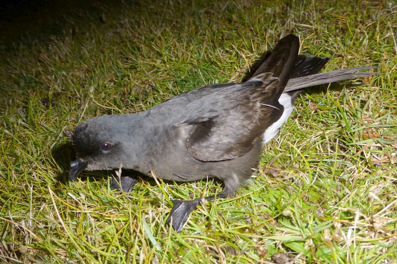 Storm Petrel obs