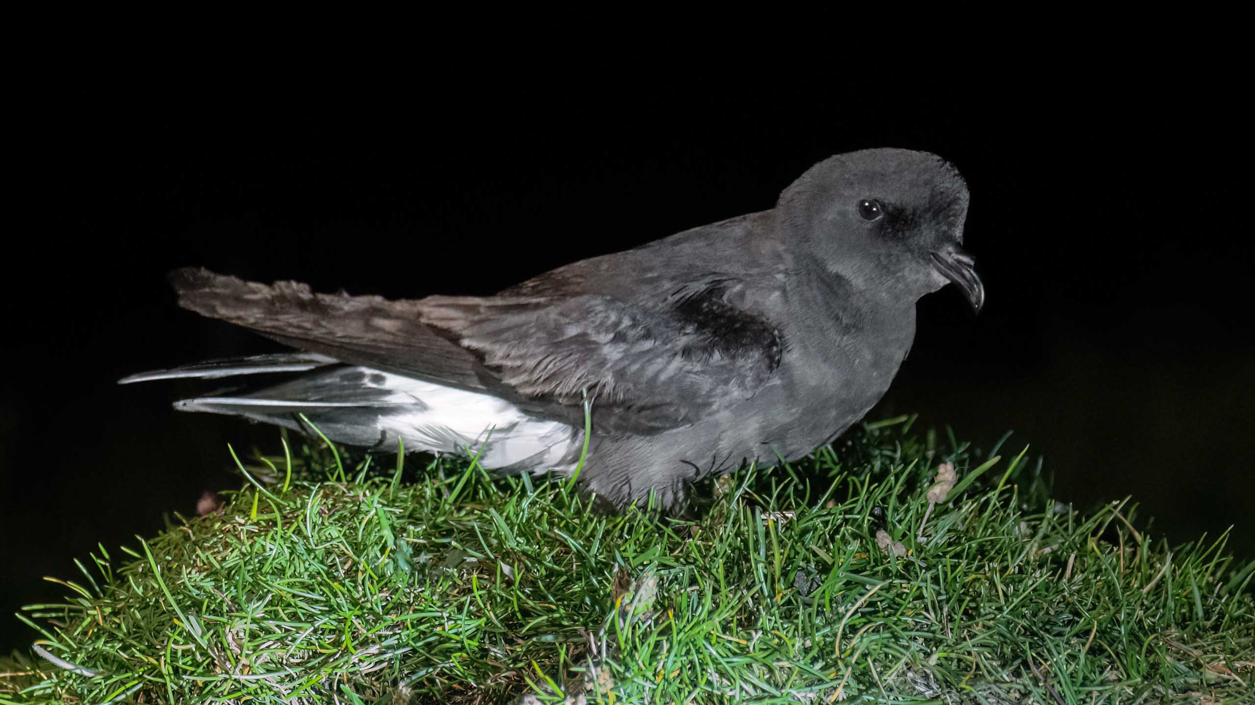 Click to expand Storm Petrel