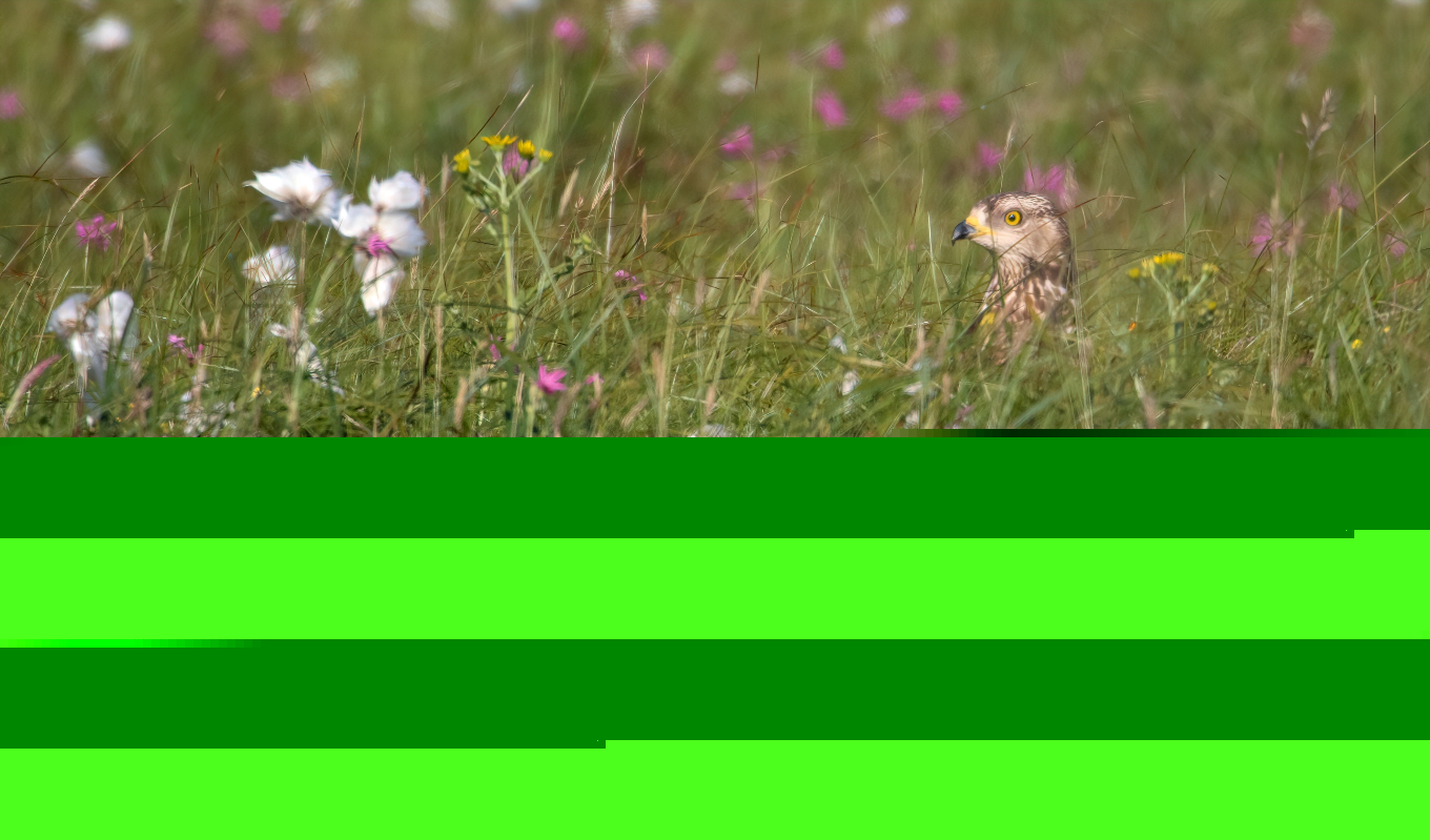 Click to expand